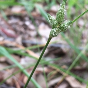 Carex inversa at Kenny, ACT - 8 Sep 2020 12:23 PM