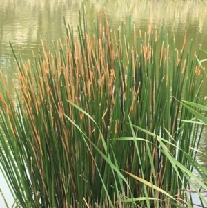 Eleocharis sphacelata at Kenny, ACT - 8 Sep 2020