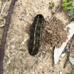 Apina callisto (Pasture Day Moth) at Australian National University - 8 Sep 2020 by TimYiu