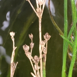 Juncus articulatus at Kenny, ACT - 8 Sep 2020 12:02 PM