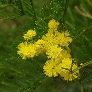 Acacia decurrens at Hackett, ACT - 8 Sep 2020