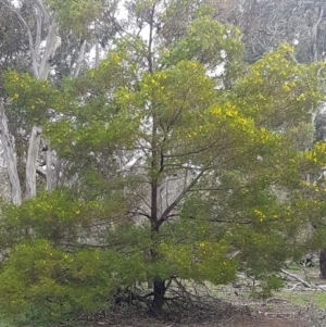 Acacia decurrens at Hackett, ACT - 8 Sep 2020