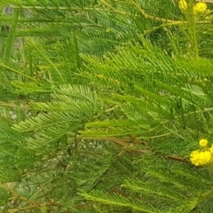 Acacia decurrens at Hackett, ACT - 8 Sep 2020