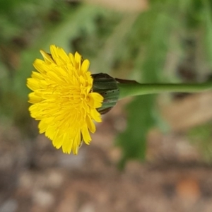 Hypochaeris radicata at Mount Ainslie - 8 Sep 2020 11:34 AM