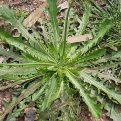 Hypochaeris radicata at Mount Ainslie - 8 Sep 2020