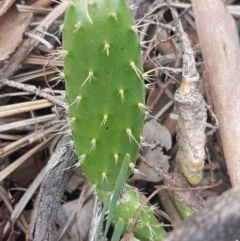 Opuntia sp. (Prickly Pear) at Hackett, ACT - 8 Sep 2020 by trevorpreston