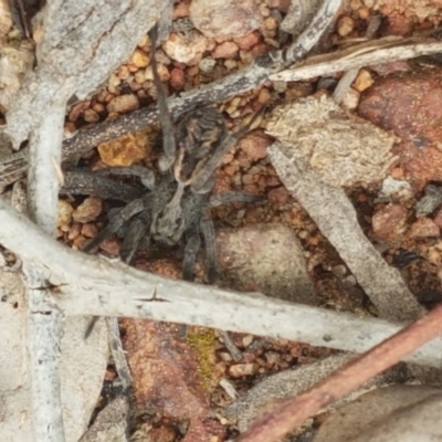 Tasmanicosa sp. (genus) (Tasmanicosa wolf spider) at Hackett, ACT - 8 Sep 2020 by trevorpreston