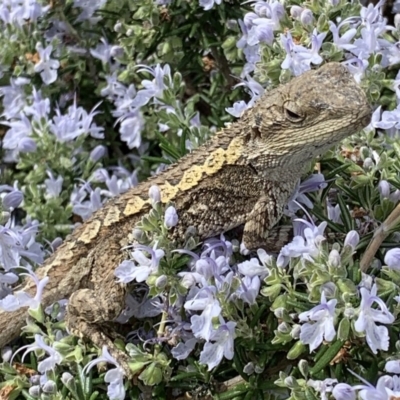 Amphibolurus muricatus (Jacky Lizard) at Black Range, NSW - 8 Sep 2020 by StephH