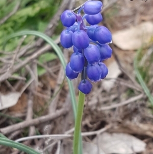 Muscari armeniacum at Hackett, ACT - 8 Sep 2020 12:34 PM