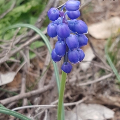 Muscari armeniacum (Grape Hyacinth) at Hackett, ACT - 8 Sep 2020 by trevorpreston