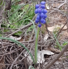 Muscari armeniacum at Hackett, ACT - 8 Sep 2020