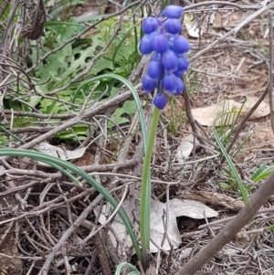 Muscari armeniacum at Hackett, ACT - 8 Sep 2020 12:34 PM