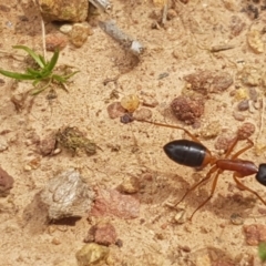 Camponotus consobrinus at Hackett, ACT - 8 Sep 2020