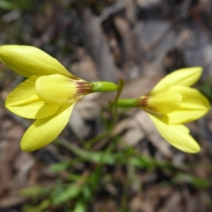 Diuris chryseopsis at Kaleen, ACT - suppressed