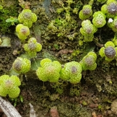 Asterella drummondii (A thallose liverwort) at Mount Majura - 8 Sep 2020 by trevorpreston