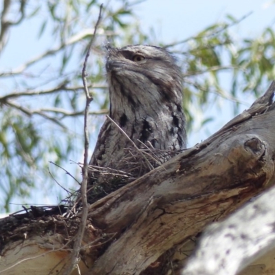 Podargus strigoides (Tawny Frogmouth) at Black Range, NSW - 8 Sep 2020 by MatthewHiggins