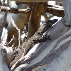 Varanus varius (Lace Monitor) at Black Range, NSW - 8 Sep 2020 by MatthewHiggins