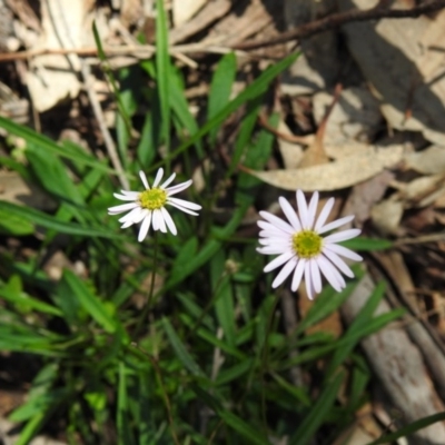 Brachyscome sp. (Cut-leaf Daisy) at Woodlands - 29 Aug 2020 by GlossyGal
