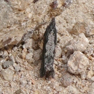 Strepsicrates infensa (an Olethreutine moth) at Theodore, ACT - 8 Sep 2020 by Owen