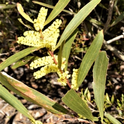 Acacia longifolia subsp. longifolia (sallow or Sydney golden wattle) at Wildes Meadow, NSW - 8 Sep 2020 by plants