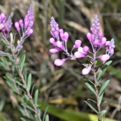 Comesperma ericinum (Heath Milkwort) at Fitzroy Falls - 8 Sep 2020 by plants