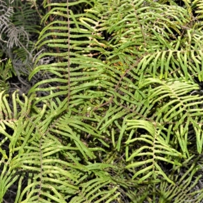 Gleichenia microphylla (Scrambling Coral Fern) at Wildes Meadow, NSW - 8 Sep 2020 by plants