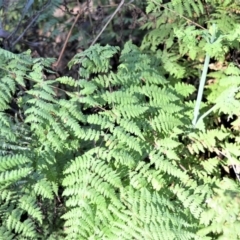 Histiopteris incisa (Bat's-Wing Fern) at Wildes Meadow, NSW - 7 Sep 2020 by plants