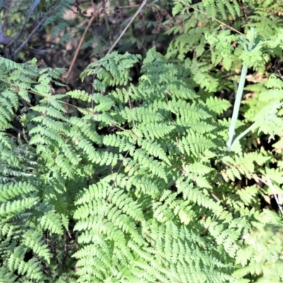 Histiopteris incisa (Bat's-Wing Fern) at Wildes Meadow, NSW - 8 Sep 2020 by plants