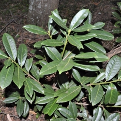 Prunus laurocerasus (Cherry Laurel) at Fitzroy Falls - 7 Sep 2020 by plants