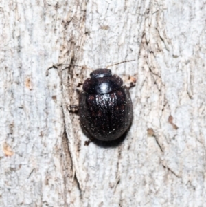 Trachymela sp. (genus) at Macgregor, ACT - 7 Sep 2020