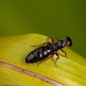 Tiphiidae (family) at Acton, ACT - 8 Sep 2020