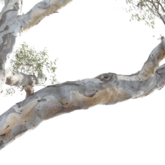 Callocephalon fimbriatum (Gang-gang Cockatoo) at Bruce, ACT - 8 Sep 2020 by ConBoekel