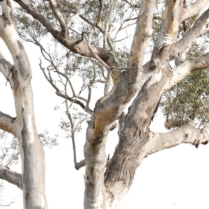 Callocephalon fimbriatum at Bruce, ACT - suppressed