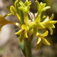 Pimelea curviflora var. sericea (Curved Riceflower) at Kaleen, ACT - 7 Sep 2020 by Dibble