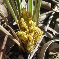 Lomandra bracteata (Small Matrush) at Kaleen, ACT - 7 Sep 2020 by Dibble