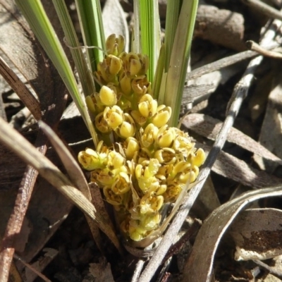 Lomandra bracteata (Small Matrush) at Kaleen, ACT - 7 Sep 2020 by Dibble