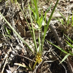 Lomandra bracteata at Kaleen, ACT - 7 Sep 2020