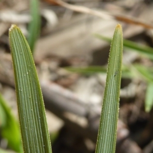 Lomandra bracteata at Kaleen, ACT - 7 Sep 2020