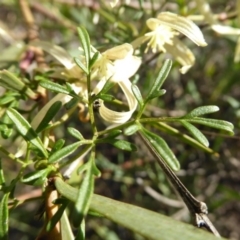 Clematis leptophylla at Kaleen, ACT - 7 Sep 2020 02:39 PM