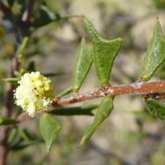 Acacia gunnii (Ploughshare Wattle) at Crace, ACT - 7 Sep 2020 by Dibble