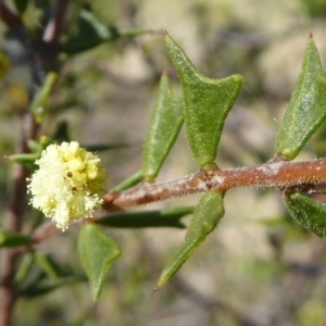 Acacia gunnii at Crace, ACT - 7 Sep 2020