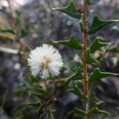 Acacia gunnii at Crace, ACT - 7 Sep 2020