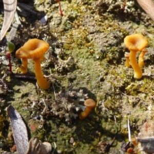 Lichenomphalia chromacea at Kaleen, ACT - 7 Sep 2020