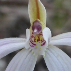 Caladenia fuscata (Dusky Fingers) at Kaleen, ACT - 7 Sep 2020 by Dibble