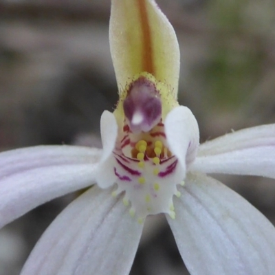 Caladenia fuscata (Dusky Fingers) at Kaleen, ACT - 7 Sep 2020 by Dibble