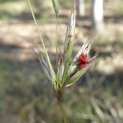 Rytidosperma pallidum (Red-anther Wallaby Grass) at Kaleen, ACT - 7 Sep 2020 by Dibble