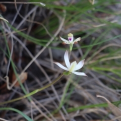 Caladenia ustulata (Brown Caps) at Gundaroo, NSW - 8 Sep 2020 by Gunyijan