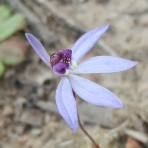 Cyanicula caerulea at Tuggeranong DC, ACT - 7 Sep 2020