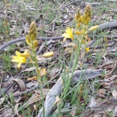 Bulbine bulbosa (Golden Lily, Bulbine Lily) at Jerrabomberra, ACT - 7 Sep 2020 by Mike