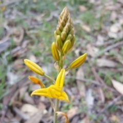 Bulbine bulbosa at Jerrabomberra, ACT - 7 Sep 2020